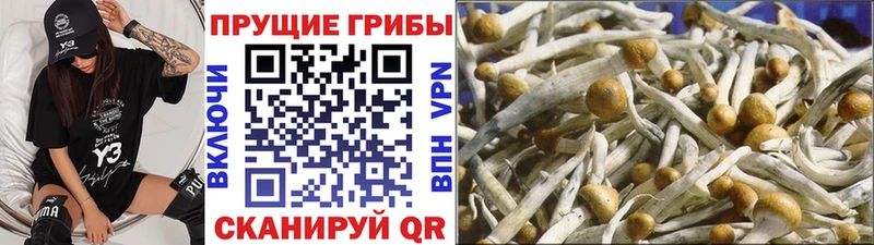 Псилоцибиновые грибы GOLDEN TEACHER  Купить закладки  Олонец 